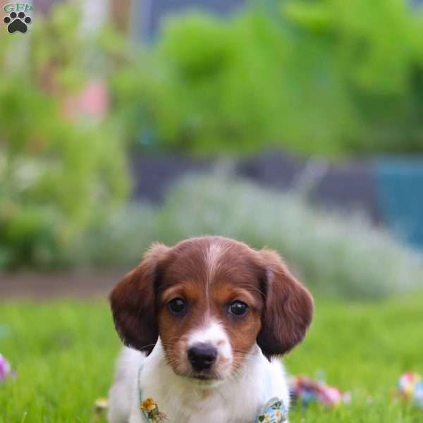 Benji, Dachshund Puppy
